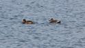 J01_9452 Gadwall.JPG